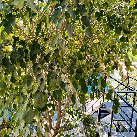 Efes Linden House Selçuk
